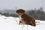 BERGER AUSTRALIEN PUPPIES 514